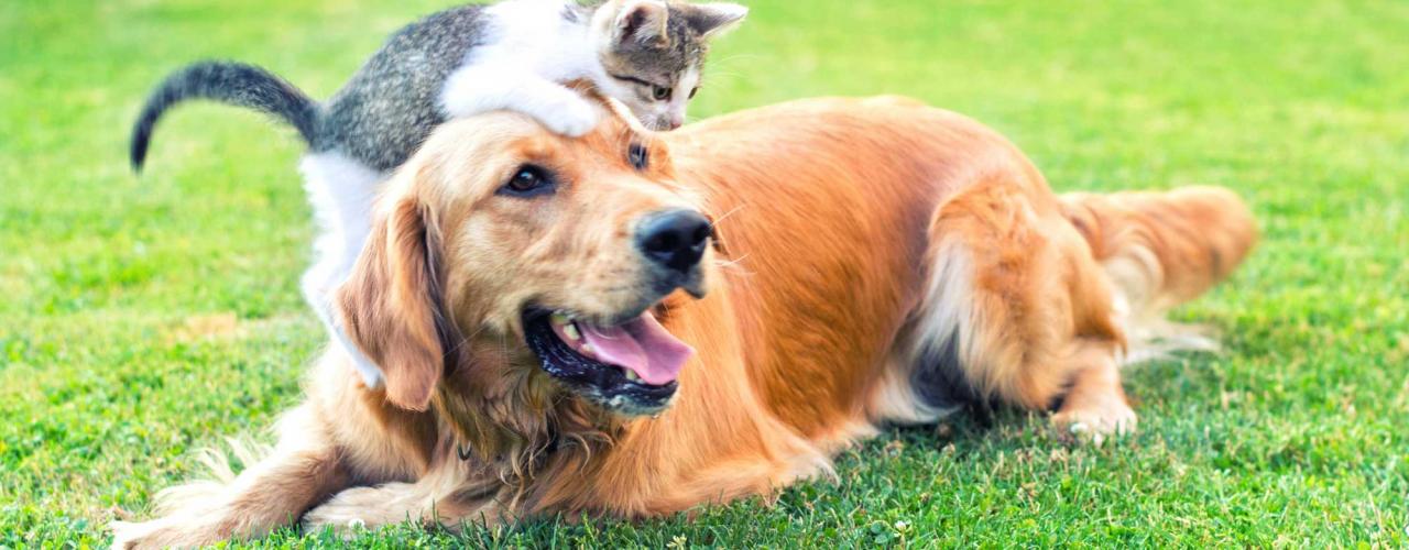 Animal Behavioural Consultants cat and dog copy