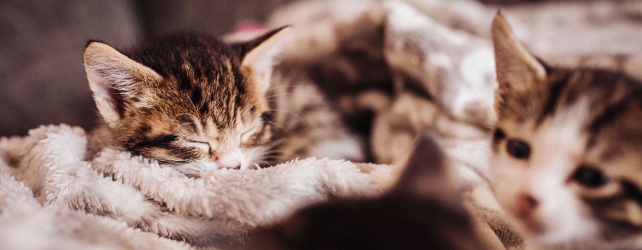 Animal Behavioural Consultants kittens