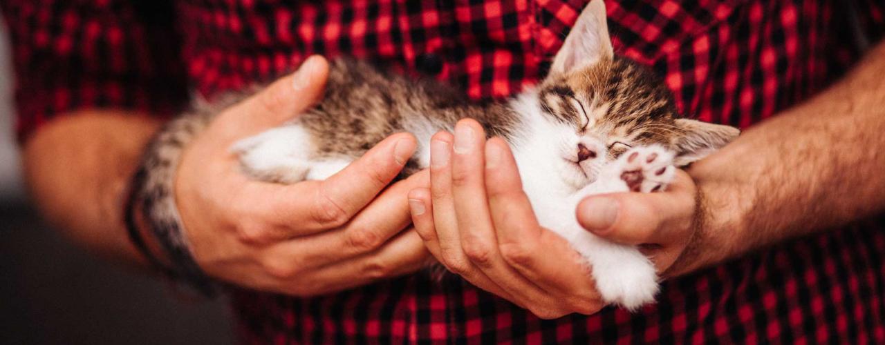 Animal Behavioural Consultants man and cat